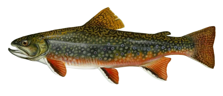 Brook Trout illustration with worm-like back markings, blue-ringed red spots and white edges on the lower fins.