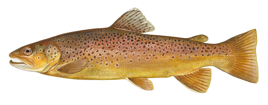 Brown Trout illustration with a golden body, dark haloed spots and a largely unspotted tail.