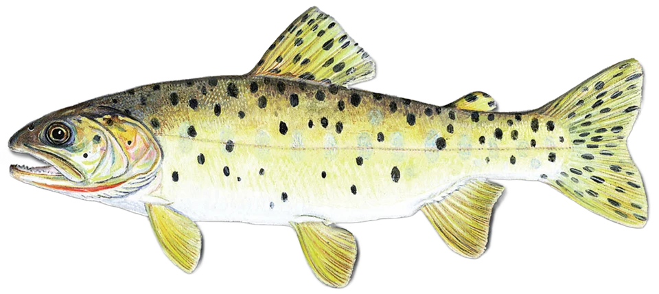 Bonneville Cutthroat Trout side-profile illustration with a red lower-jaw slash, dark spots and fully visible fins.