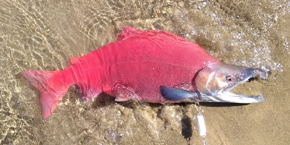 Spawning male Kokanee with a red body, dark head, hooked jaw and pronounced hump.