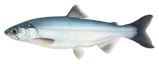 Silver-form Kokanee Salmon side-profile illustration with a blue-green back, silvery sides and forked tail.