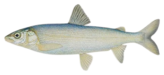 Mountain Whitefish side-profile illustration showing large silver scales, a small mouth below the snout and a deeply forked tail.