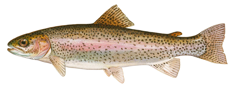 Rainbow Trout illustration showing a pink side stripe and dark spots across the tail.
